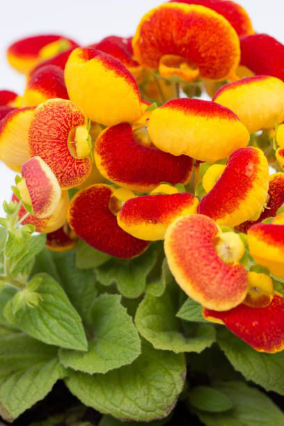 Кальцеолярия Изысканная желто-красная