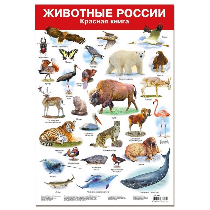 Дрофа Плакат Животные России-2 Красная книга